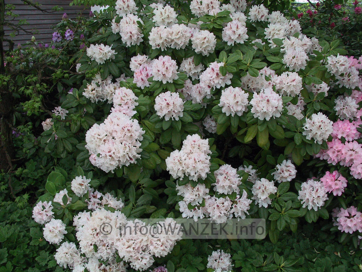 Rhododendron Progres 06.JPG